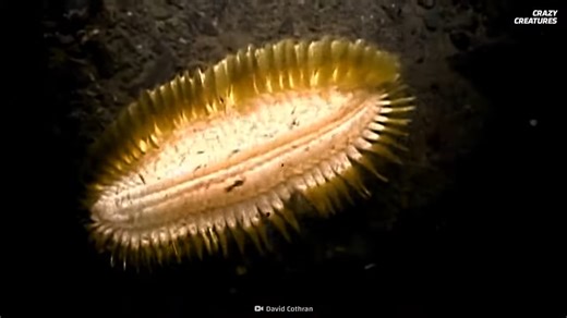 Watch what happens when a hidden worm becomes a fast-moving predator