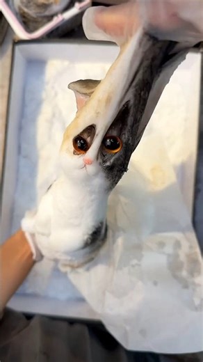 cute cat 🐈 making from glue 😍 #shortvideo