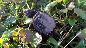 Did you know that a common snapping turtle could reach upwards of 13 inches long and weigh nearly 23 pounds - with some getting even bigger? Here's some video we captured this weekend of one that's not NEARLY as big (actually, quite tiny and born this year). Snappers don't reproduce until they are 11 to 16 years of age. Find out more about the common snapping turtle at http://1.usa.gov/nFgX3h. #MiTurtles #MiDNR | Michigan Department of Natural Resources