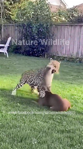 296K views · 1.8K reactions | Tiny Cat Saves Dog From Leopard Attack Unbelievable Real Rescue #shorts #trending #cat #dog #leopard #animals #catlovers #animalattacks #wildlife #fbreals #viralreels #facebook #viral #reals . A once-in-a-lifetime moment - when a fearless little cat jumps in to protect her dog friend from a wild leopard attack. True courage, caught on camera.♥️臘 | Animals & Birds | Facebook