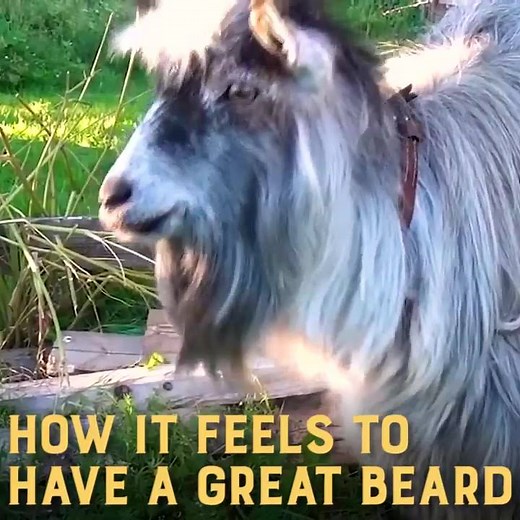 Shout out to all the bearded goats out there! 🐐 🐐 🐐 We see you! www.thebeardclub.com | Beard Club