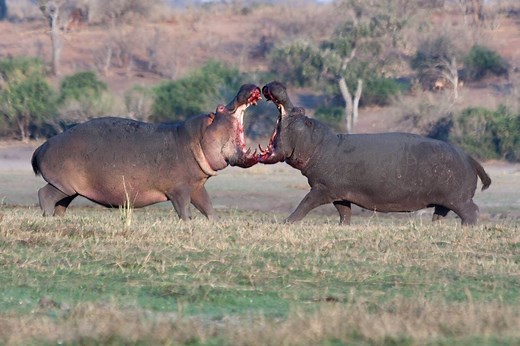 Can You Outrun a Hippo? Find Out Just How Fast Hippos Can Run