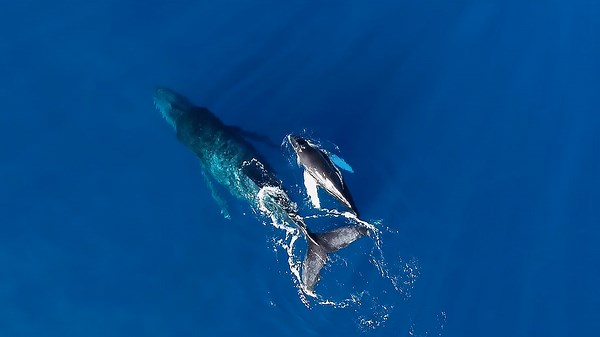 Drone Views of Whales