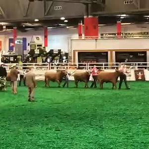 Kicking off the Red Angus Steer Show in Houston! | ADM Animal Nutrition - MoorMan's ShowTec