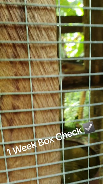 Adorable New Zealand White Rabbit and Her Health Baby Rabbits