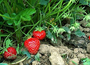 Nettoyer les fraisiers : conseils pratiques pour un jardin sain