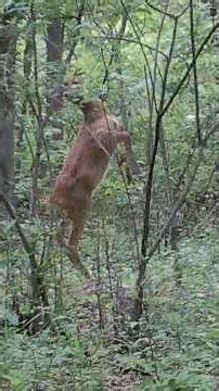 Deer Standing on Hind Legs 🦌🦌‼️‼️ #standing, #deer, #nature, #wildlife, #trentonnj
