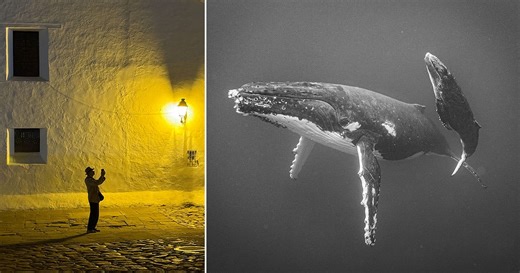 All 40 Breathtaking Winners From the 2025 iPhone Photography Awards