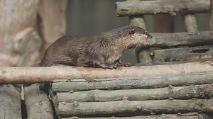 Download Otter on a log for free