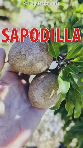 🍊 How to make sapodilla fruit more Sapodilla (Achras zapota), also known as the Brown Sugar Fruit, can be a heavy producer, yet many trees grow beautifully, flower a lot, and still do not set fruit. Here is why - and how to fix it. 🌳 Start with the right tree Grafted sapodillas fruit faster and more reliably than seedlings. Some varieties naturally produce more fruit than others. ☀️ Manage heat and water Too much heat dries flowers. Filtered light during hot hours helps. Water regularly during