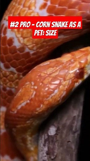 Corn Snake Size!