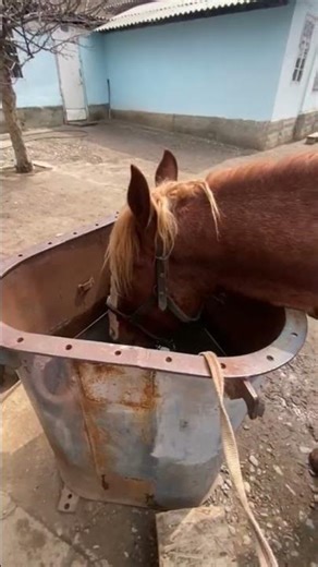 I really love horses #shortvideo #horse #snow #youtubeshorts