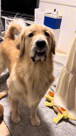 「ゴールデンレトリバーの沼」へようこそ🐶✨️ #ゴールデンレトリバー #こむぎ #犬のいる生活 #大型犬のいる暮らし