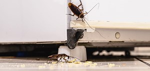 Public housing, private hell: An inside look at two London buildings