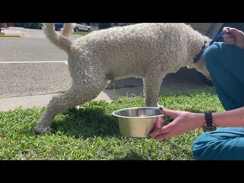 How To Collect A Sample: Urine Sample - Dogs