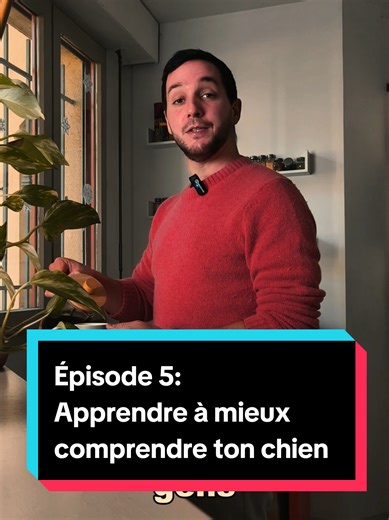 🐶👀 Tu regardes la queue de ton chien… mais est-ce que tu la comprends vraiment ? Droite, gauche, ce n’est pas anodin 👀 Je t’explique tout dans la vidéo 👇 Abonne-toi pour ne rien manquer ! #dog #conseil #educationcanine #chiot #chien