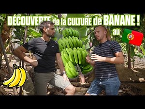 🍌 🤠BANANAS on MADEIRA ISLAND in PORTUGAL 🇵🇹 + VACATION ✌🏻😎