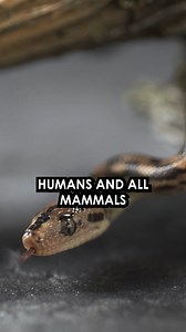 5.9K views · 11 reactions | Could Humans Produce Venom?  The Fascinating Evolutionary Potential #Evolution #VenomProduction #GeneticPotential #snake #snakevideo #venom #dna #science #sciencefacts #amazingsciencefacts | Amazing Science Facts | Facebook
