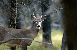 Michigan deer hunting: What to know about new 2022 requirement to report kills online