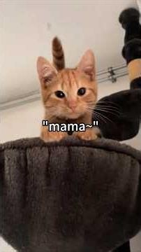 When you find out your cat can talk😂#cat #cats #catslovers #catsoftiktok #fyp