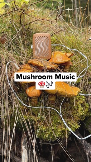 Mushroom music. 🍄🎶 This mushroom grows low to the forest floor, feeding on decaying wood and helping return nutrients back into the soil. Fungi like this are essential to forest ecosystems, quietly connecting trees and plants underground. We found this mushroom in the forest and connected it to our device, translating tiny electrical shifts in its tissue into sound. You’ll notice a slightly quirky, playful synth line emerging as the mushroom’s activity changes, with notes hopping and wandering