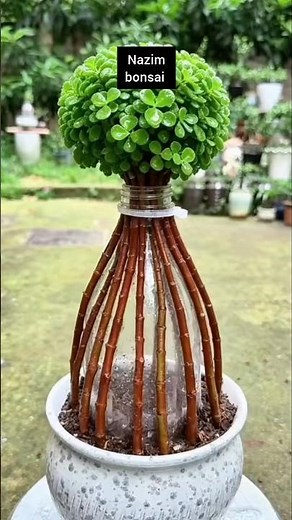 Propagating a jade plant from cuttings is very easy! You only need 10 cuttings and an empty bottle.