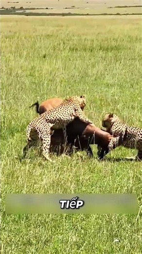 Antelope "Enters Combat Mode," Terrifying Even Lions and Cheetahs!