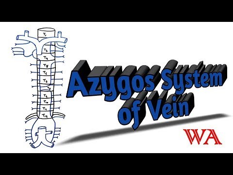 Azygos System of Veins [World of Anatomy]