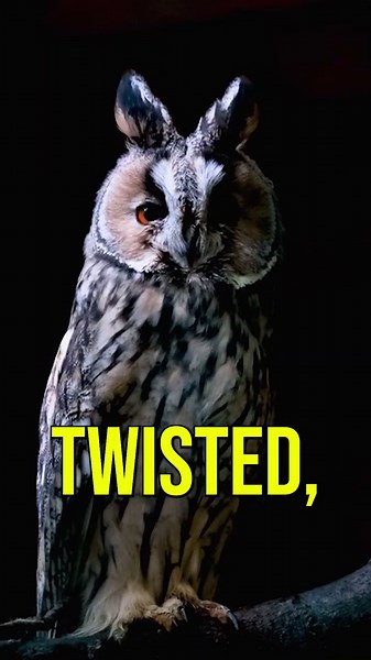 Why Owls Can Rotate Their Heads 270 Degrees | Mind-Blowing Bird Fact
