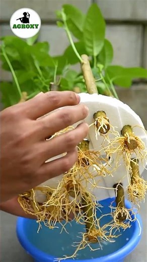 Magic Of Rooting Harmone In Cutting #cuttingskills #farming #nursing #facts