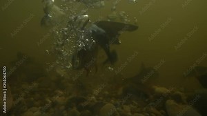 Kingfisher catching fish, Super slowmotion footage, underwater