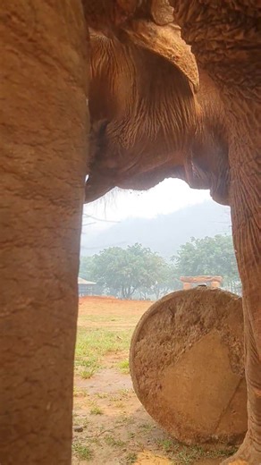 ThongAe loves to tell a story. Everyone loves a good storyteller. #saveelephantfoundation #elephantnaturepark #elephantlover #animalrescue #animalsanctuary #ethicaltourism #dontrideelephants #thailand #animalconservation #animallover #asianelephant #rescueelephants #elephantnaturepark #ecoflix #eleflix #noforcedbreeding #notheftoftheiryoung | Save Elephant Foundation - มูลนิธิอนุรักษ์ช้างและสิ่งแวดล้อม