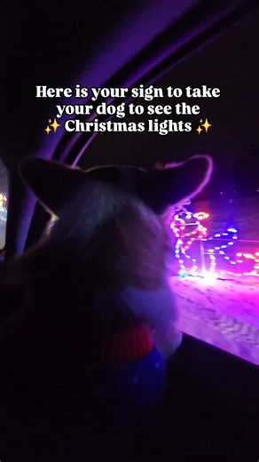A favorite family tradition 🎄 Every year my family has the Christmas Eve tradition to jump in the car after dinner and take a drive through our favorite neighborhoods to see the lights. Last year we found a farm that went all out with music and lights, it was truly magical! Leia has become a treasured part of the tradition and it's been so fun to bring her along 🐶❤️ What are your holiday traditions? | Leia from Boston