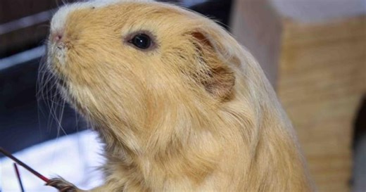 MSPCA waiving fees for small animals this weekend