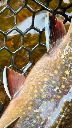 Not sure if that was a hit? Send it again — if it was a fish, they’ll eat it twice. I love it when you can’t figure out if your indicator got caught up on the creeks floor or if it was a hit from a fish. Then you get immediate confirmation on the next drift that it was in fact a fish! If you’re unsure whether it was a hit or not, take the risk and drift the same path. If it was a fish, they will take your fly a second time. #flyfish #flyfishingtips #troutfishing #trout #creek | Trout Fishing