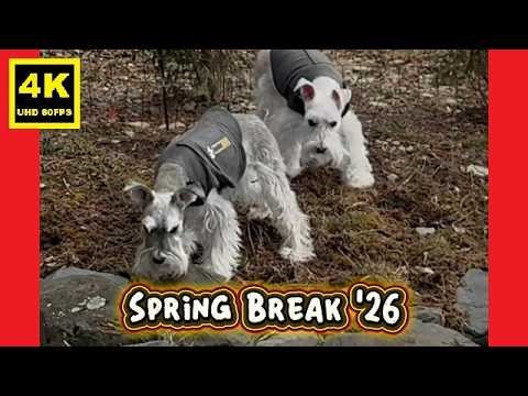 UNLEASHED! 🧹 Spring Break '26 | Miniature Schnauzer Brothers