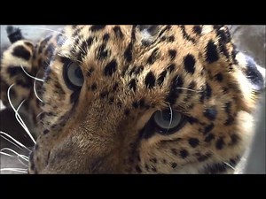 113 reactions · 31 shares | Far Eastern (Amur) leopard, Wyatt / slow motion ~*♥*~ Дальневосточный леопард, Уайат / медленное движение #amurleopard #amursoftherussianfareast | Wild Cats of the Far East / Дикие Кошки Дальнего Востока | Facebook