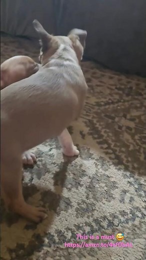 Boston Terrier Training for New Owners