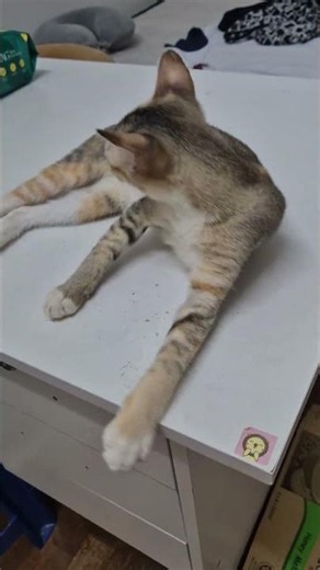 Domestic Short Hair Kitten For Adoption - 4 Months, Daisy from Cheras, Selangor