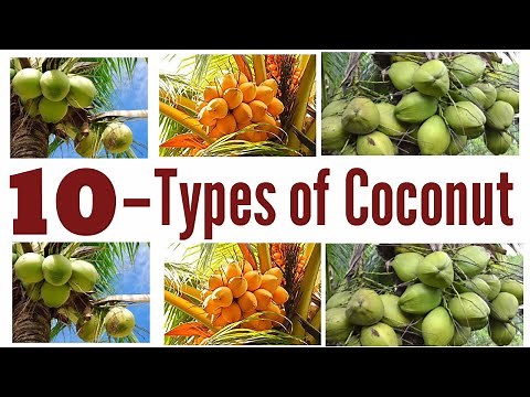 Coconut / Types of coconut / 10 - Types of Coconut