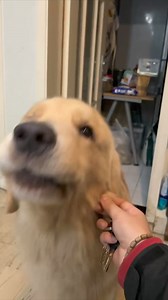 266K views · 5.7K reactions | Golden Howl #goldenretrieverlovers #goldenretrieverpuppy #goldenretrieverlife #goldenretrieverworld #goldenretriever #dog #reelsviralシ #virals #goldendoodlesofinstagram #goldenretrieversworld #dogsofinstagram #goldensofinstagram #funny #usareels | Golden Retriever | Facebook