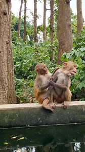 Monkeys couple fighting🤣😁😂 . . . . . . . . . . . . . . . . . . . . . . . . . . . #LaughWithAnimals #monkeyreels #monkeyvideo #monkeycouple #couplefight | Laugh with Animals