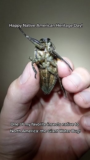 La increíble Chinche de Agua Gigante: Lethocerus americanus