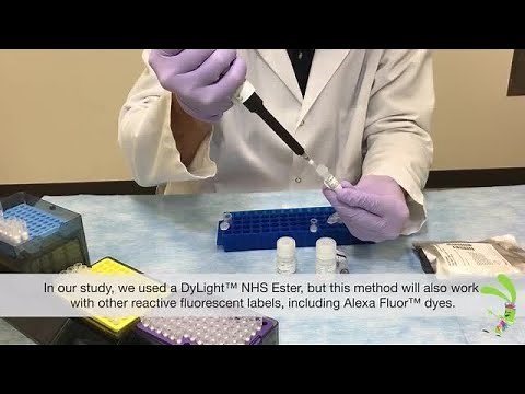 Dual Labeling of Antibodies: A Simple Approach for Advancing Research