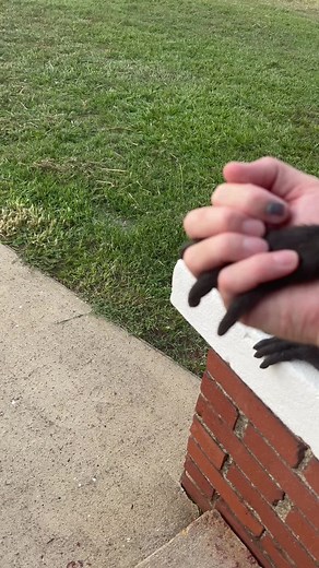 Monkeys Holding Hands with Spider Monkey