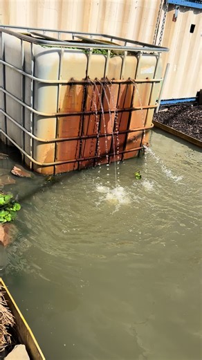 Duck Pond Bio Filter: Clean Water & Free Food