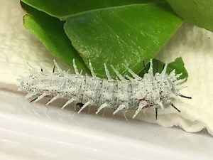 Atlas Moth Caterpillar Care