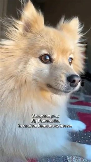 Pomeranian size vs household items