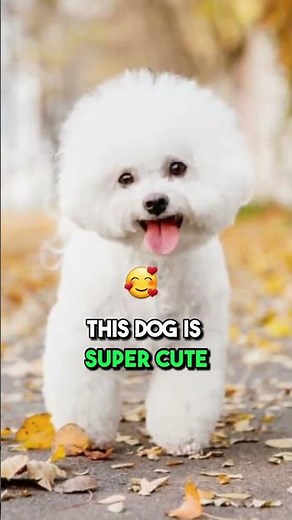 7 Dogs That Don't Shed or Smell #shorts