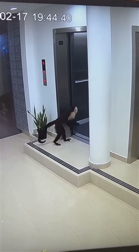 Apartment lobby CCTV footage recorded on December 17, 2025, capt